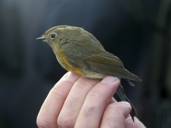 Red-flanked Bluetail