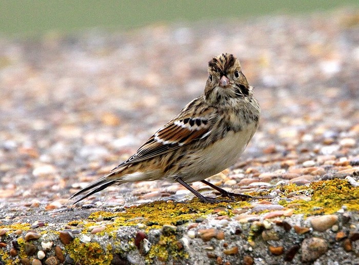 Lapland Bunting
