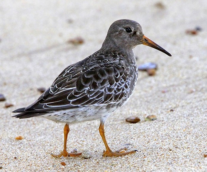 Purple Sandpiper