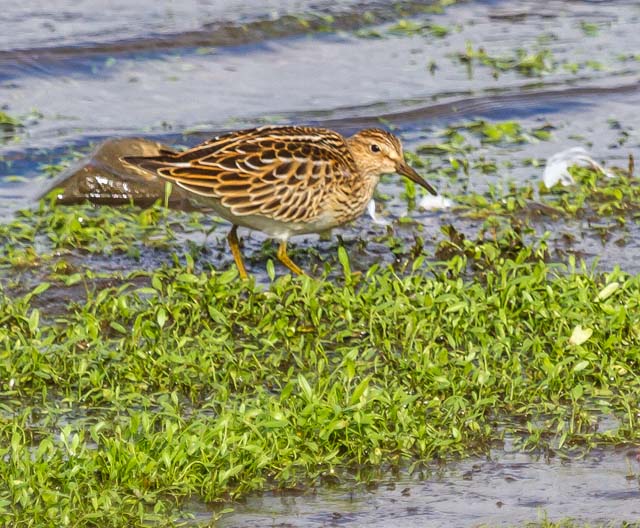 Pectoral Sandpiper