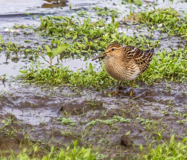 Pectoral Sandpiper