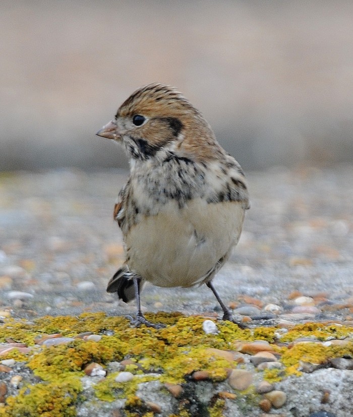 Lapland Bunting