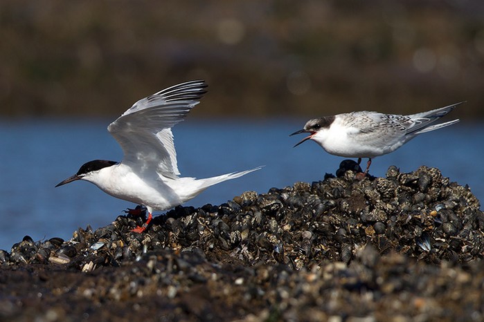 Roseate Tern