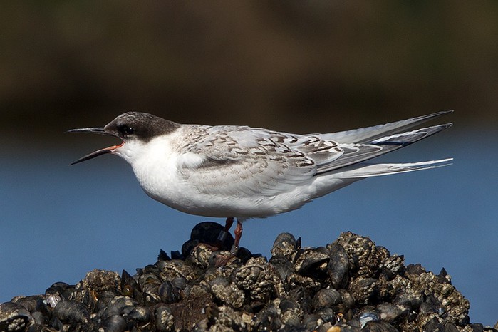 Roseate Tern