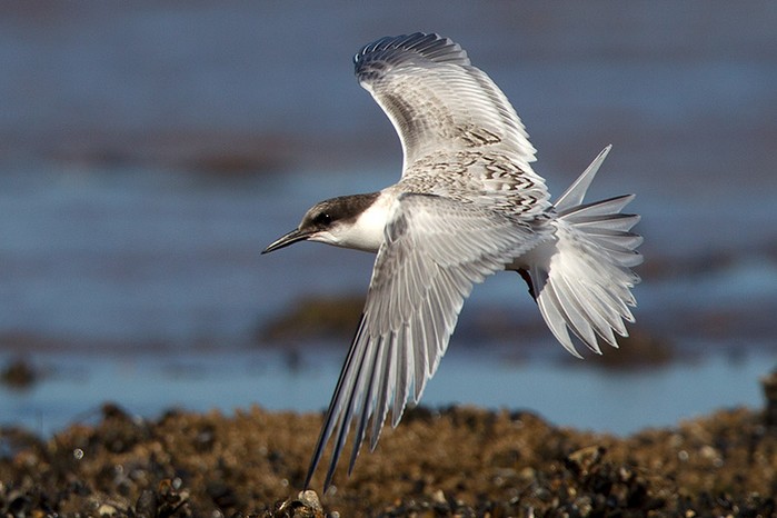 Roseate Tern