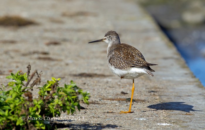Lesser Yellowlegs