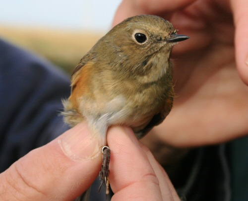 Red-flanked Bluetail