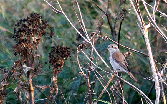 Red-backed Shrike