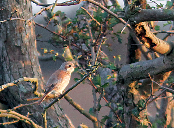 Red-backed Shrike
