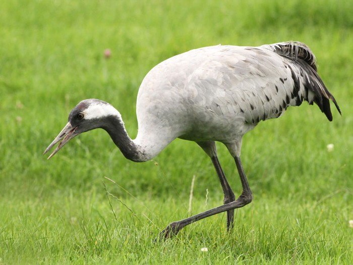 Common Crane