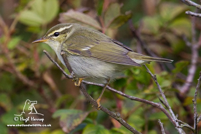 Arctic Warbler