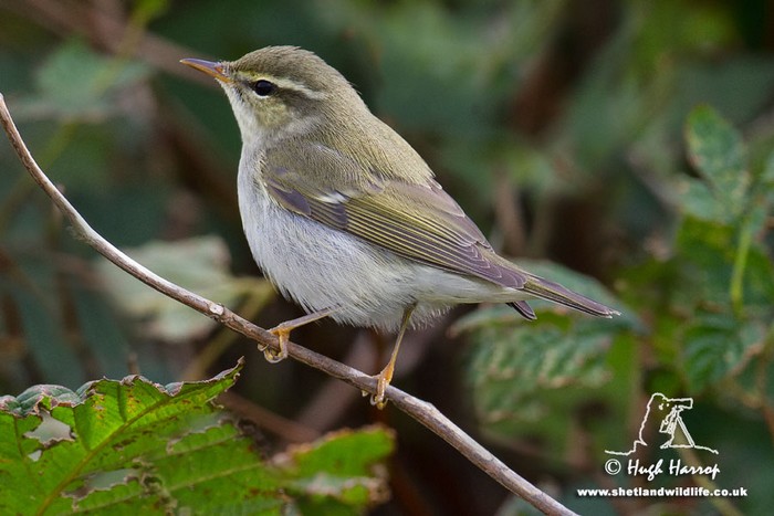 Arctic Warbler
