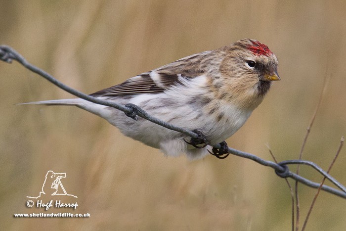 Hornemann's Arctic Redpoll