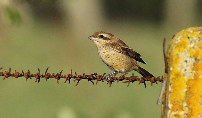Brown Shrike