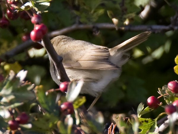 Blyth's Reed Warbler