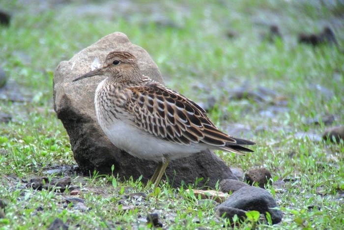 Pectoral Sandpiper