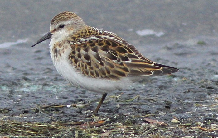 Little Stint