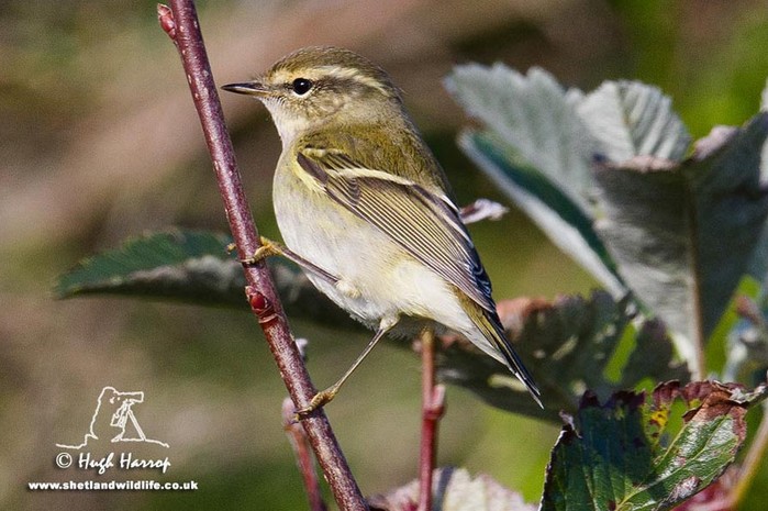 Yellow-browed Warbler