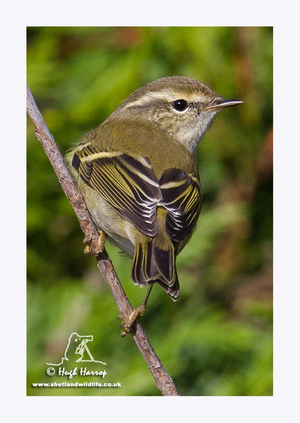 Yellow-browed Warbler