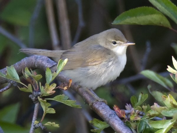 Blyth's Reed Warbler
