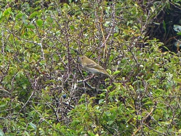 Common Rosefinch