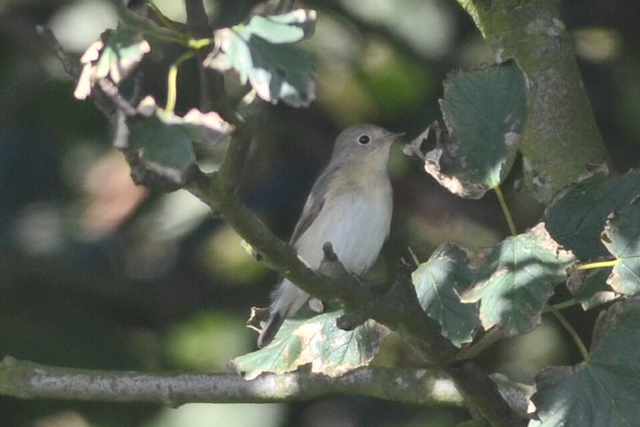 Red-breasted Flycatcher