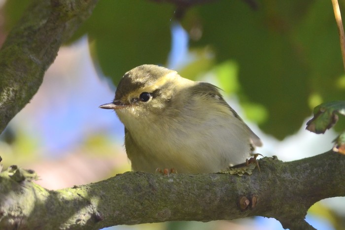 Yellow-browed Warbler