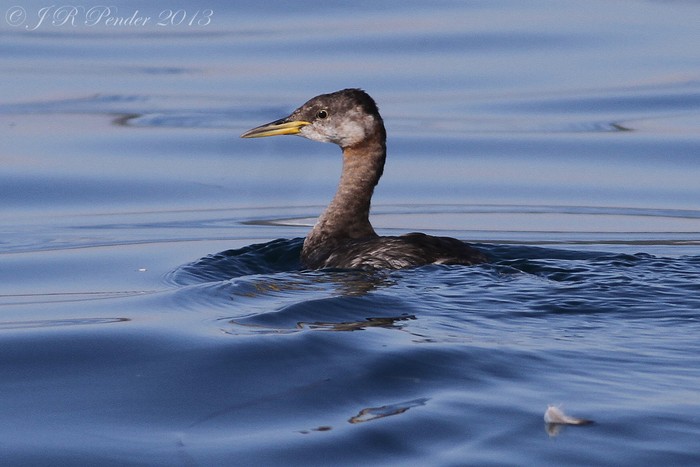 Red-necked Grebe