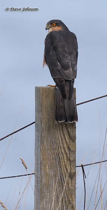 Sparrowhawk