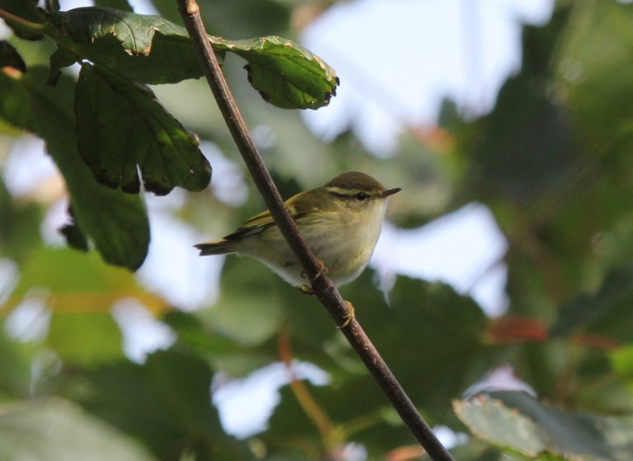 Yellow-browed Warbler