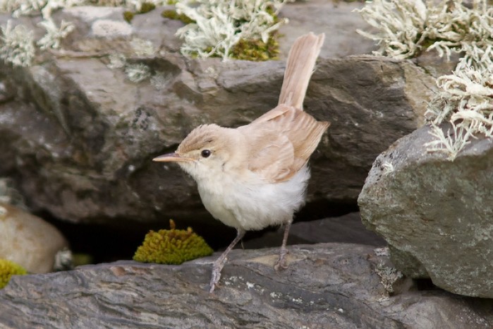 Sykes's Warbler
