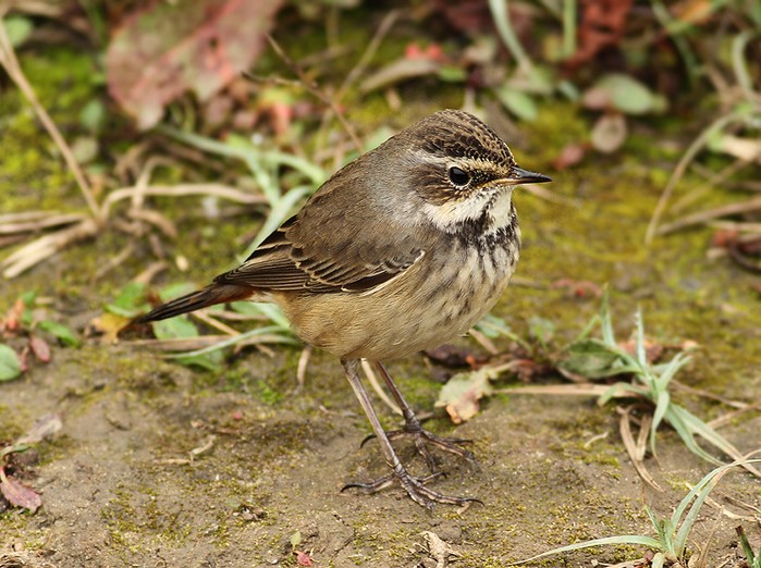 Bluethroat