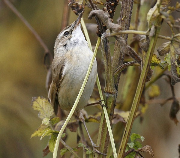 Paddyfield Warbler