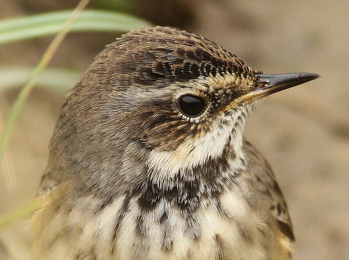 Bluethroat
