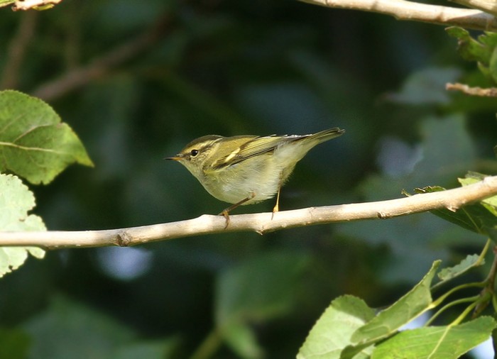 Yellow-browed Warbler