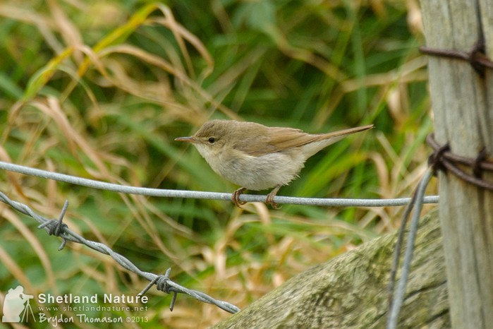Blyth's Reed Warbler