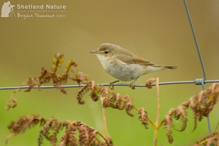 Blyth's Reed Warbler