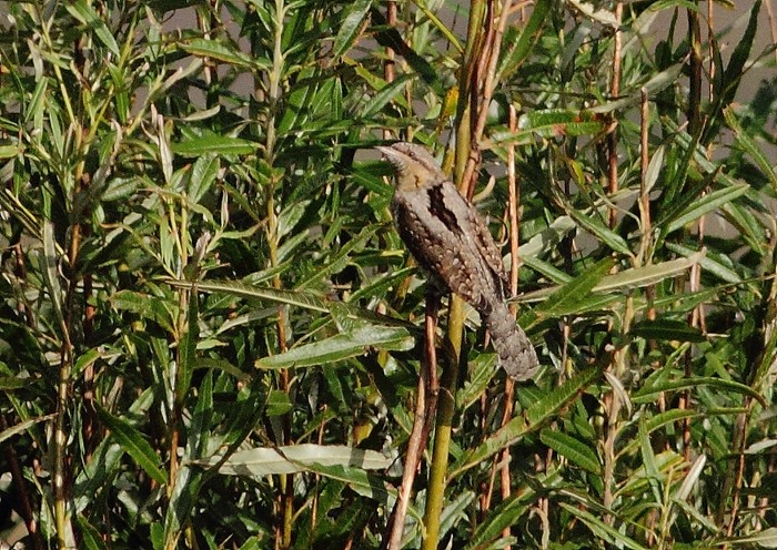 Wryneck