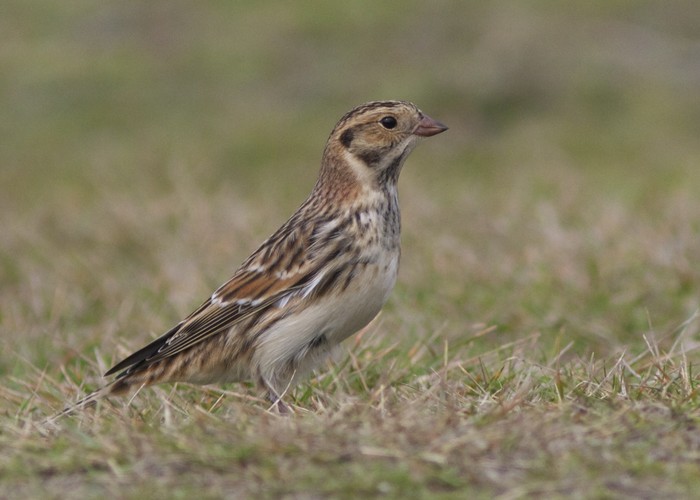 Lapland Bunting