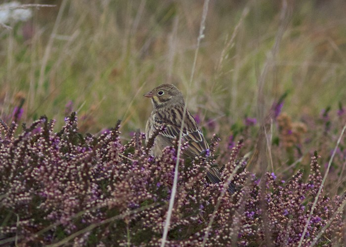 Ortolan Bunting
