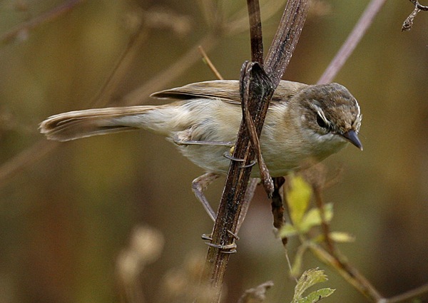 Paddyfield Warbler