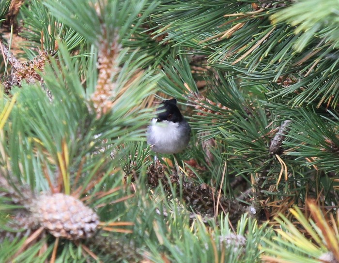 Sardinian Warbler
