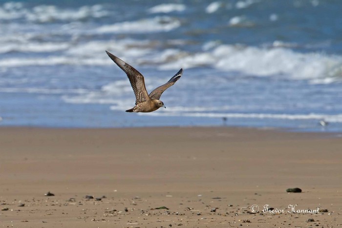 Arctic Skua