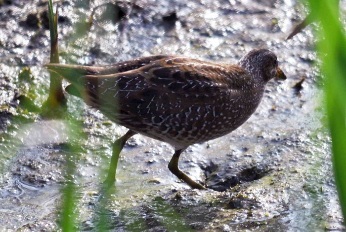 Spotted Crake