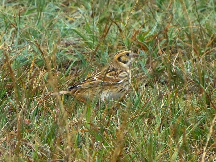 Lapland Bunting