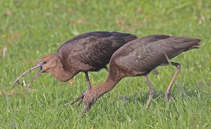 Glossy Ibis