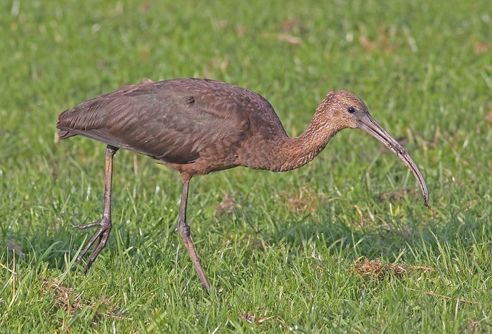 Glossy Ibis
