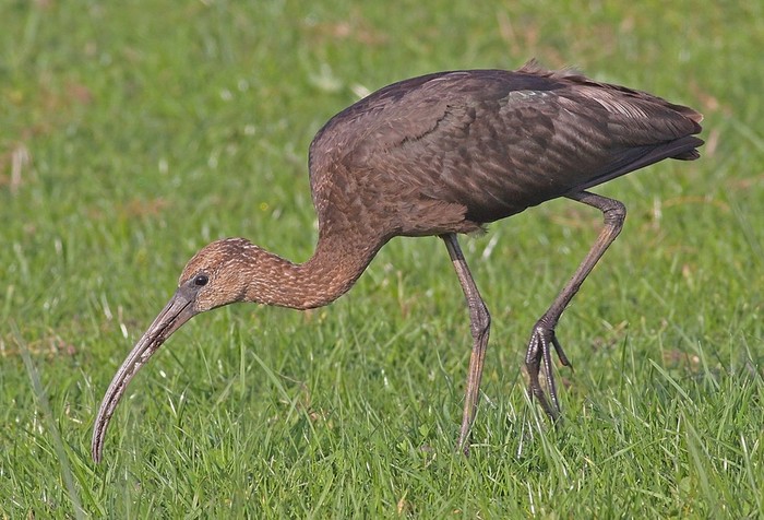 Glossy Ibis
