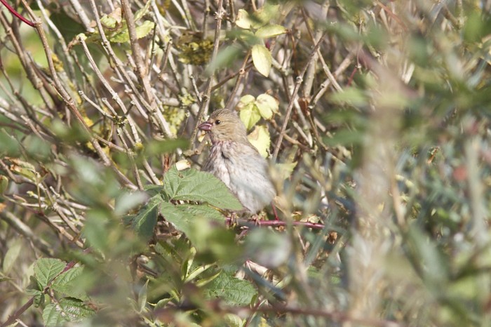Common Rosefinch