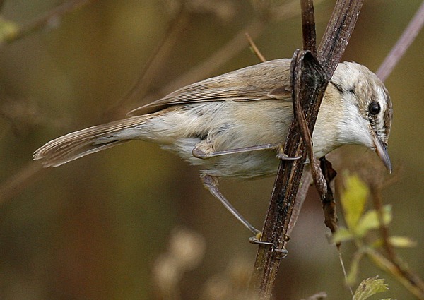 Paddyfield Warbler